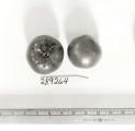 Click for 1 image(s) for this accession. FRUIT